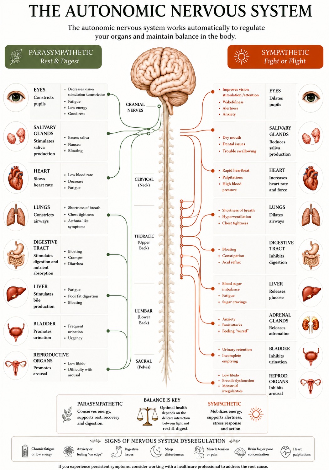 Diagram of the autonomic nervous system showing parasympathetic and sympathetic effects on the body's organs